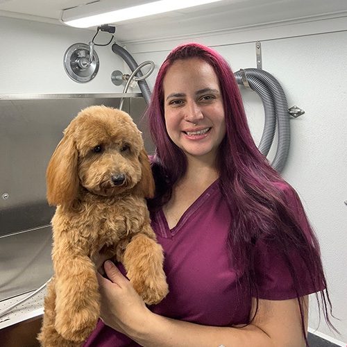 Pets Grooming Time Mobile Pets Grooming Services